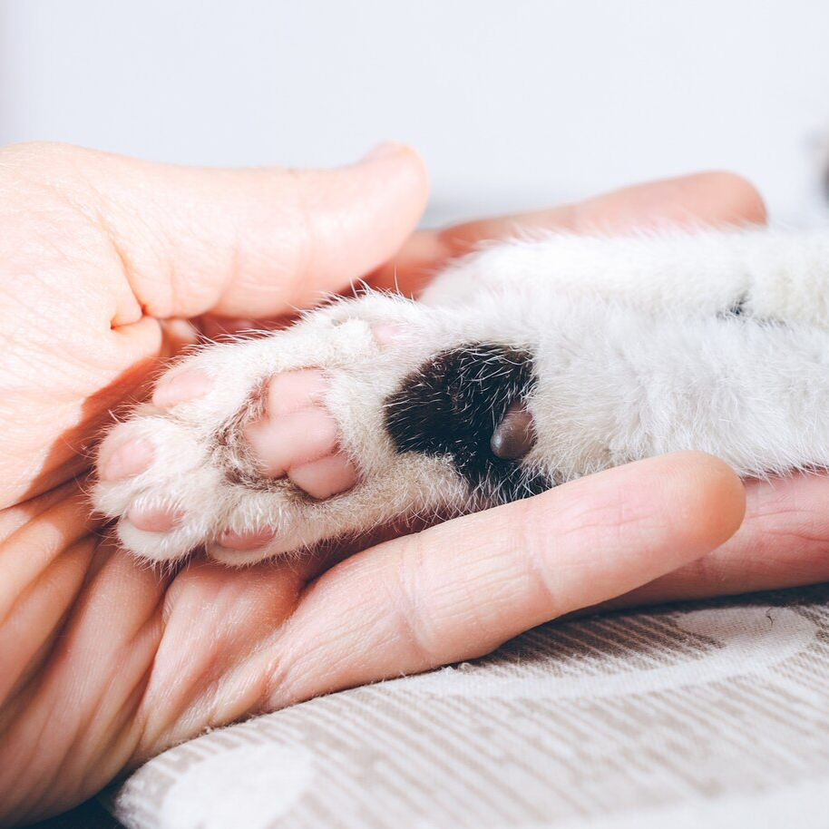 🐾 Animales